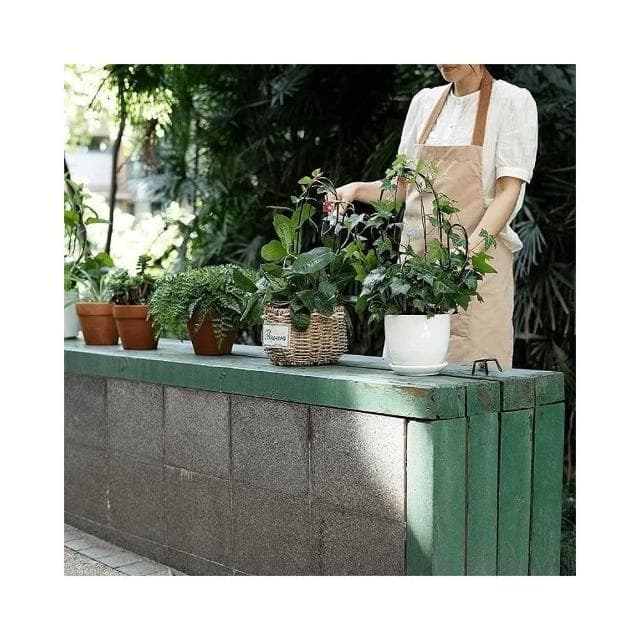 《斑啾植選》造型攀爬架-U系列(造型花架｜山烏龜架｜金屬支架｜綠蘿支架｜盆栽用支架｜植物攀爬支架)