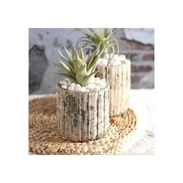 沐晨植物園｜青苔石紋水泥盆 多肉盆 陶瓷花盆 多肉盆栽 花盆 水泥盆 花器