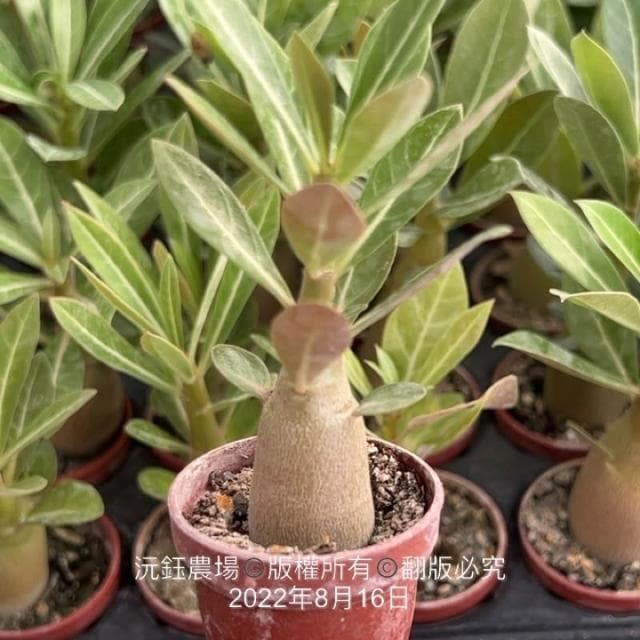 沅鈺農場   多肉植物   一吋盆/沙漠玫瑰