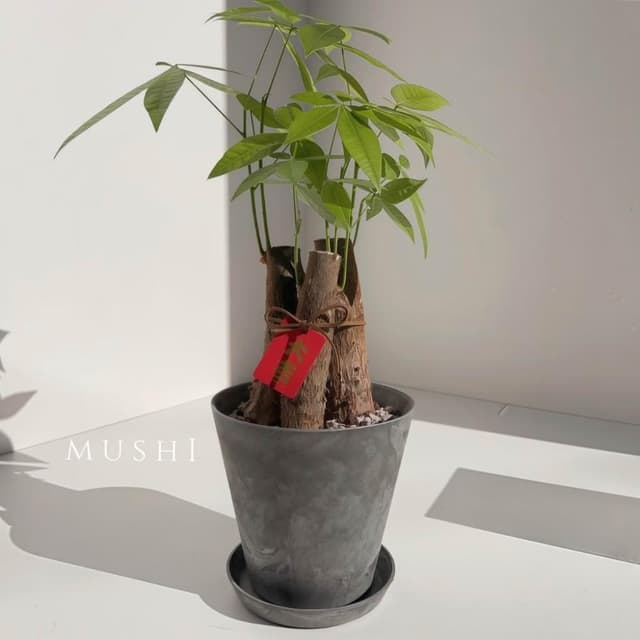 Mushi [馬拉巴栗] 發財樹/招財樹/父親節禮物 /風水植物/開幕送禮/開運植物/財位玄關/沐時園藝