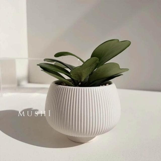Mushi［心葉毬蘭］Hoya kerrii/室內植物/好照顧/寵物友善/療癒係桌上植栽/沐時嚴選