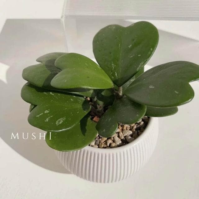 Mushi［心葉毬蘭］Hoya kerrii/室內植物/好照顧/寵物友善/療癒係桌上植栽/沐時嚴選