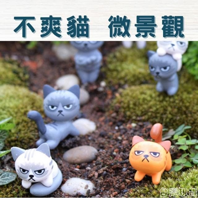 沐晨植物園｜不爽貓 貓咪 臭臉貓 微景觀裝飾 多肉裝飾 生態瓶配件 盆栽裝飾 微景觀配件 公仔 迷你園藝 多肉擺件飾