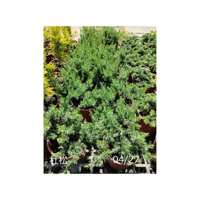 花森好市-常綠喬木**杜松**4.5吋盆 高10-15公分/樹小相大的小盆栽/MA