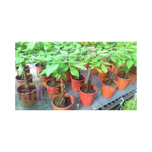 送禮盆栽  馬拉巴栗-辮子狀  6吋 高 30-35公分 發財吉利【花森好市玫瑰園】