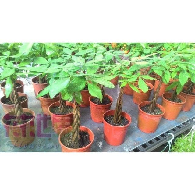 送禮盆栽  馬拉巴栗-辮子狀  6吋 高 30-35公分 發財吉利【花森好市玫瑰園】