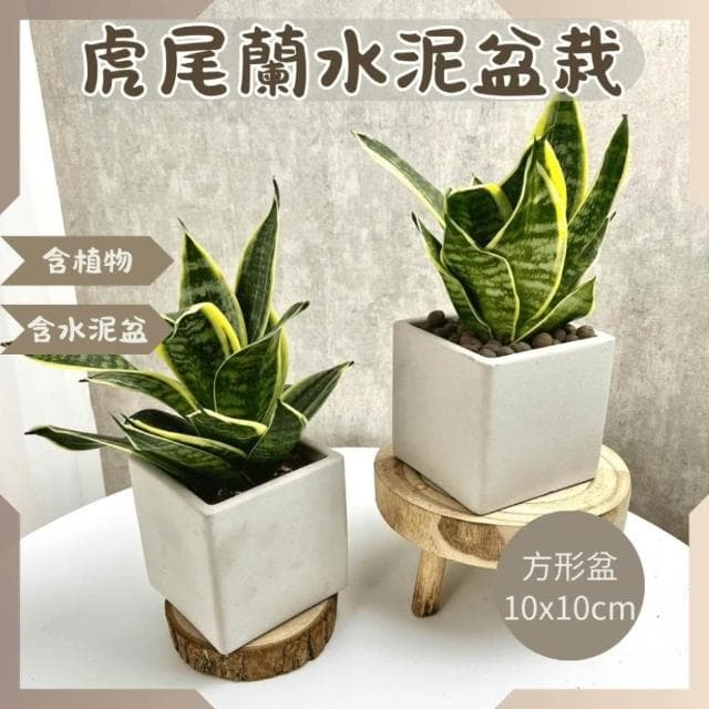 沐晨植物園｜金邊虎尾蘭盆栽 好照顧 室內植物 發財樹 淨化空氣  植物盆栽 水泥盆栽 觀葉植物