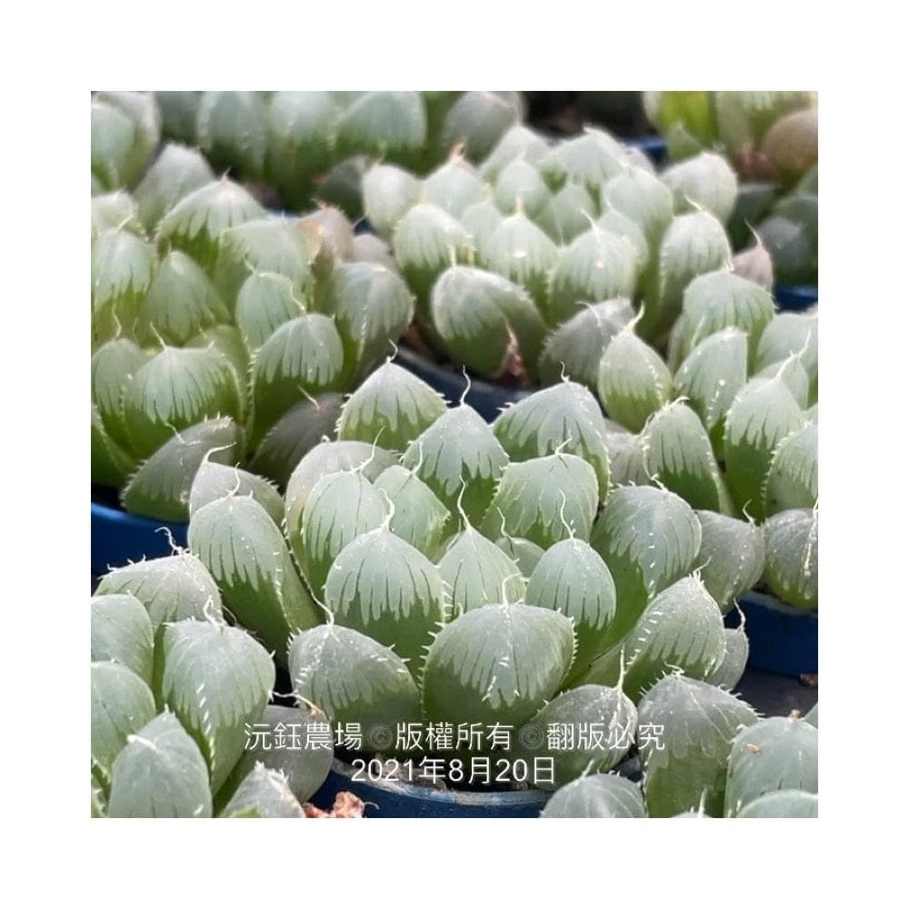 沅鈺農場   多肉植物   百合科   一吋盆/紫肌玉露
