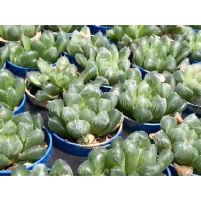 沅鈺農場   多肉植物   百合科   一吋盆/紫肌玉露