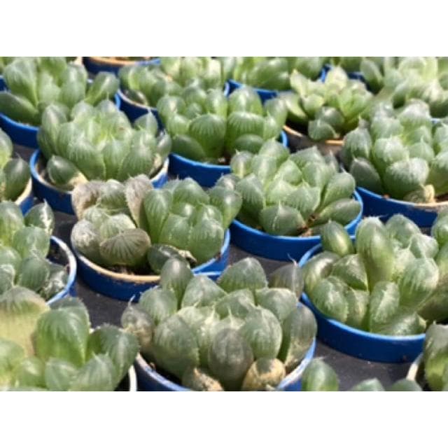 沅鈺農場   多肉植物   百合科   一吋盆/紫肌玉露