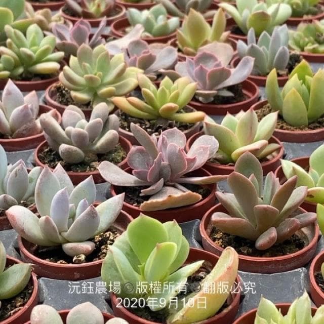 沅鈺農場   多肉植物  一吋盆/7盆109隨機出（不一樣先出）
