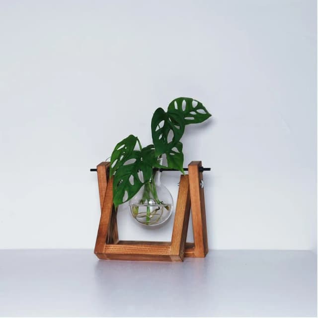 洞洞蔓綠絨(無土種植·水培盆栽·淨化空氣·辦公室桌面盆栽·室內植物)