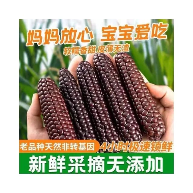 紫糯拇指玉米西雙版納香糯小玉米棒糯玉米拇指玉米棒黏玉米棒
