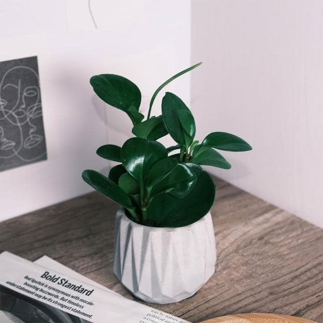 原植｜植物｜圓葉發財樹·圓葉椒草·招財擺件·室內植物·辦公室盆栽·耐陰耐旱·好照顧·招財植物·3吋