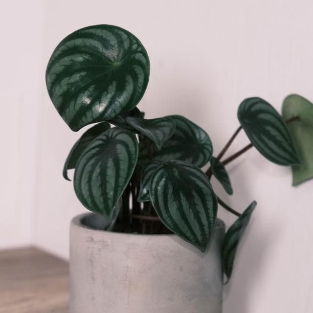 原植｜植物盆栽｜西瓜皮椒草·觀葉植物·室內植物·網紅植物·療癒植物·雨林植物