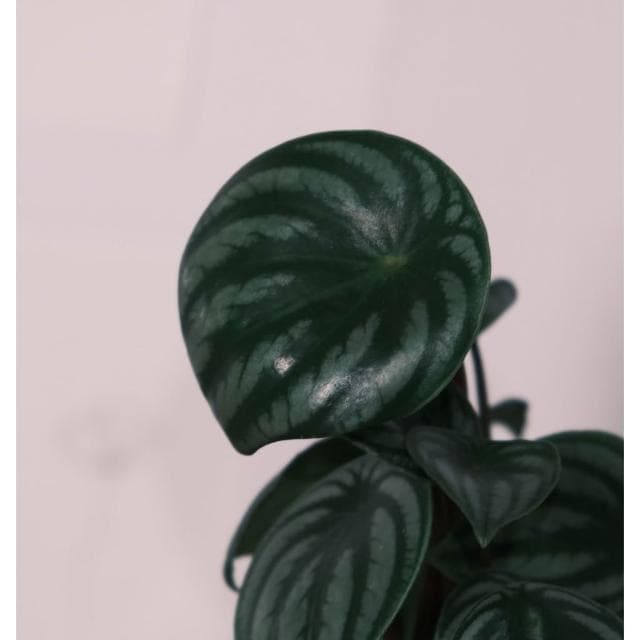 原植｜植物盆栽｜西瓜皮椒草·觀葉植物·室內植物·網紅植物·療癒植物·雨林植物