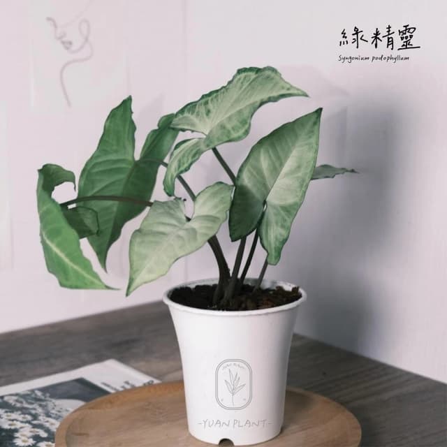 原植｜植物｜綠精靈合果芋·雨林植物·室內盆栽·懶人盆栽