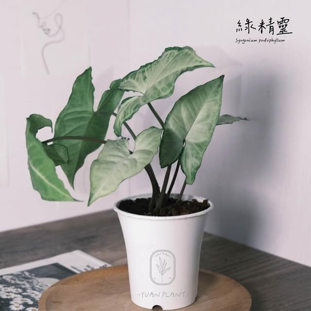 原植｜植物｜綠精靈合果芋·雨林植物·室內盆栽·懶人盆栽