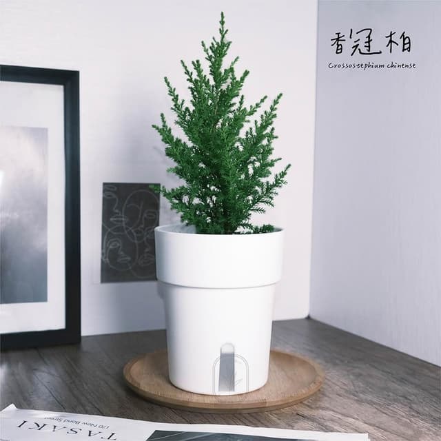 原植｜植物｜香冠柏·聖誕樹·交換禮物·聖誕禮物·聖誕節·香味植物·裝飾小樹·觀葉植物·3吋