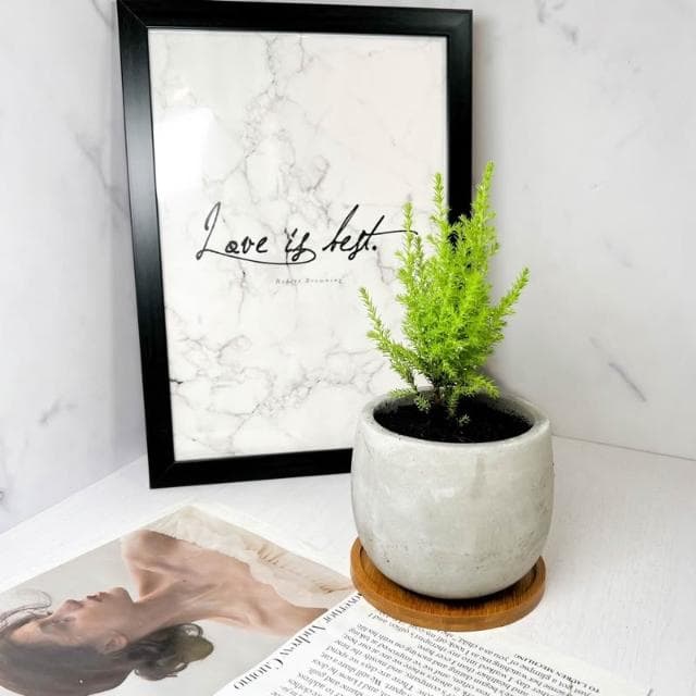 原植｜植物｜香冠柏·聖誕樹·交換禮物·聖誕禮物·聖誕節·香味植物·裝飾小樹·觀葉植物·3吋