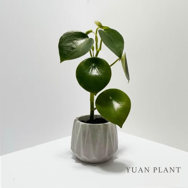 原植｜植物｜荷葉椒草·觀葉植物·室內植物·淨化空氣·草本植物·耐陰植物·辦公室盆栽·水泥盆