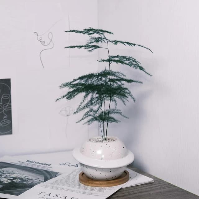 原植｜植物｜文竹·辦公室植物·淨化空氣·觀葉植物·氣質高雅·室內植物·風水植栽·3寸·5寸