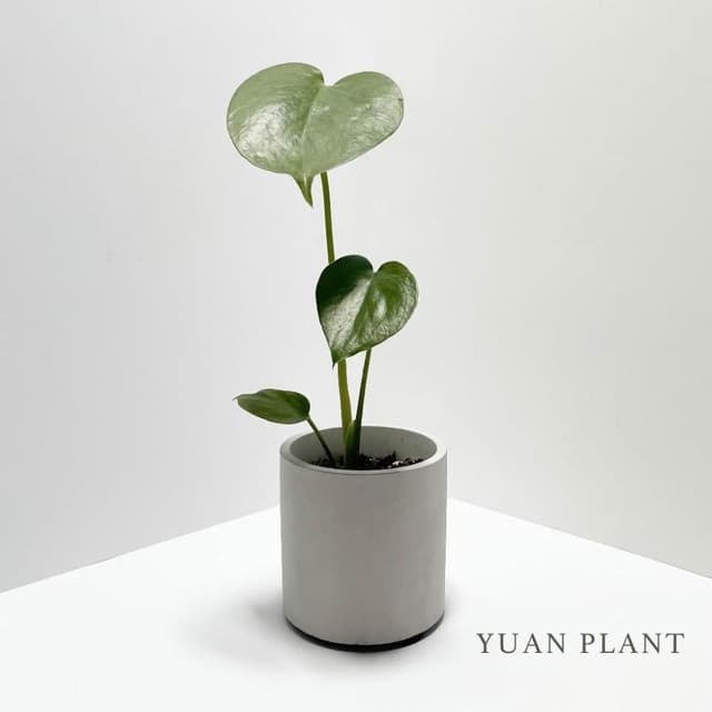 原植｜植物盆栽｜龜背芋·電信蘭·辦公室植物·居家擺設·室內植物·耐陰植物·水泥盆栽·免澆水盆栽·自動澆水花盆·3吋