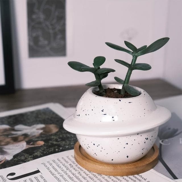 原植｜植物｜翡翠木．玉樹．多肉．灌木植物．發財樹．景天科．園藝．種植．栽種．培養．性極耐旱．3吋