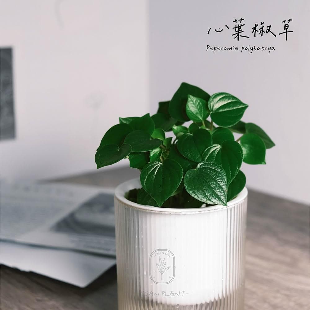 原植｜植物｜心葉椒草·觀葉植物·室內植物·雨林植物·辦公室盆栽·除甲醛