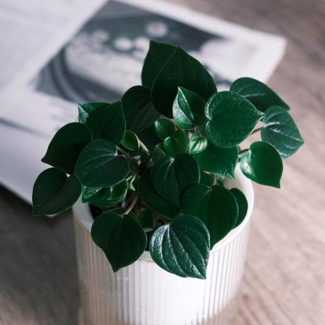 原植｜植物｜心葉椒草·觀葉植物·室內植物·雨林植物·辦公室盆栽·除甲醛