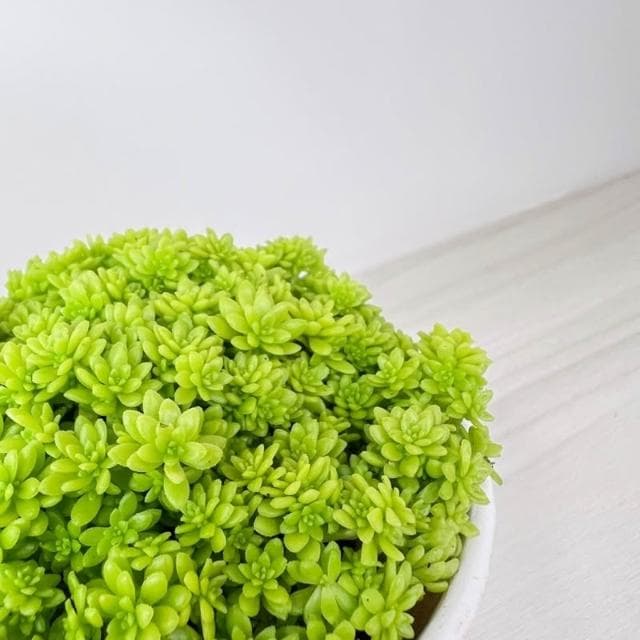 原植｜植物｜黃金萬年草·多肉植物·好養護植物·療癒植物·陽台植物·3吋