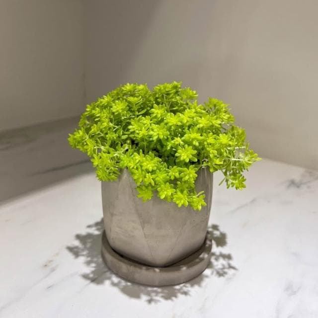 原植｜植物｜黃金萬年草·多肉植物·好養護植物·療癒植物·陽台植物·3吋