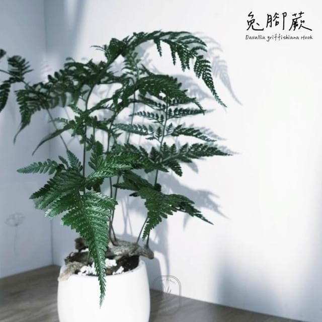 原植｜植物｜兔腳蕨·耐陰植物·室內植物·蕨類·觀葉植物·療癒植物·辦公室植物·水泥盆栽·好照顧·3寸