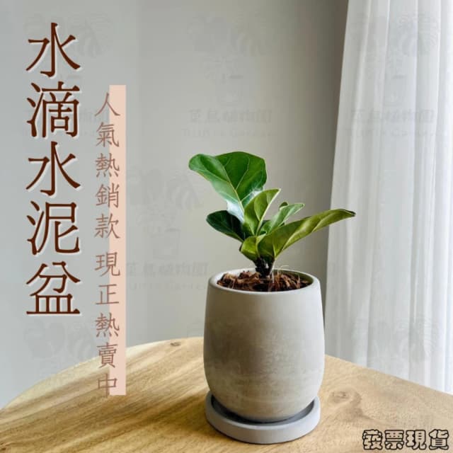 沐晨植物園｜水泥盆 水泥花盆 大花盆 盆栽 水滴水泥盆 龜背芋花盆 琴葉榕花盆 花盆 盆器 水泥花器 植物花盆