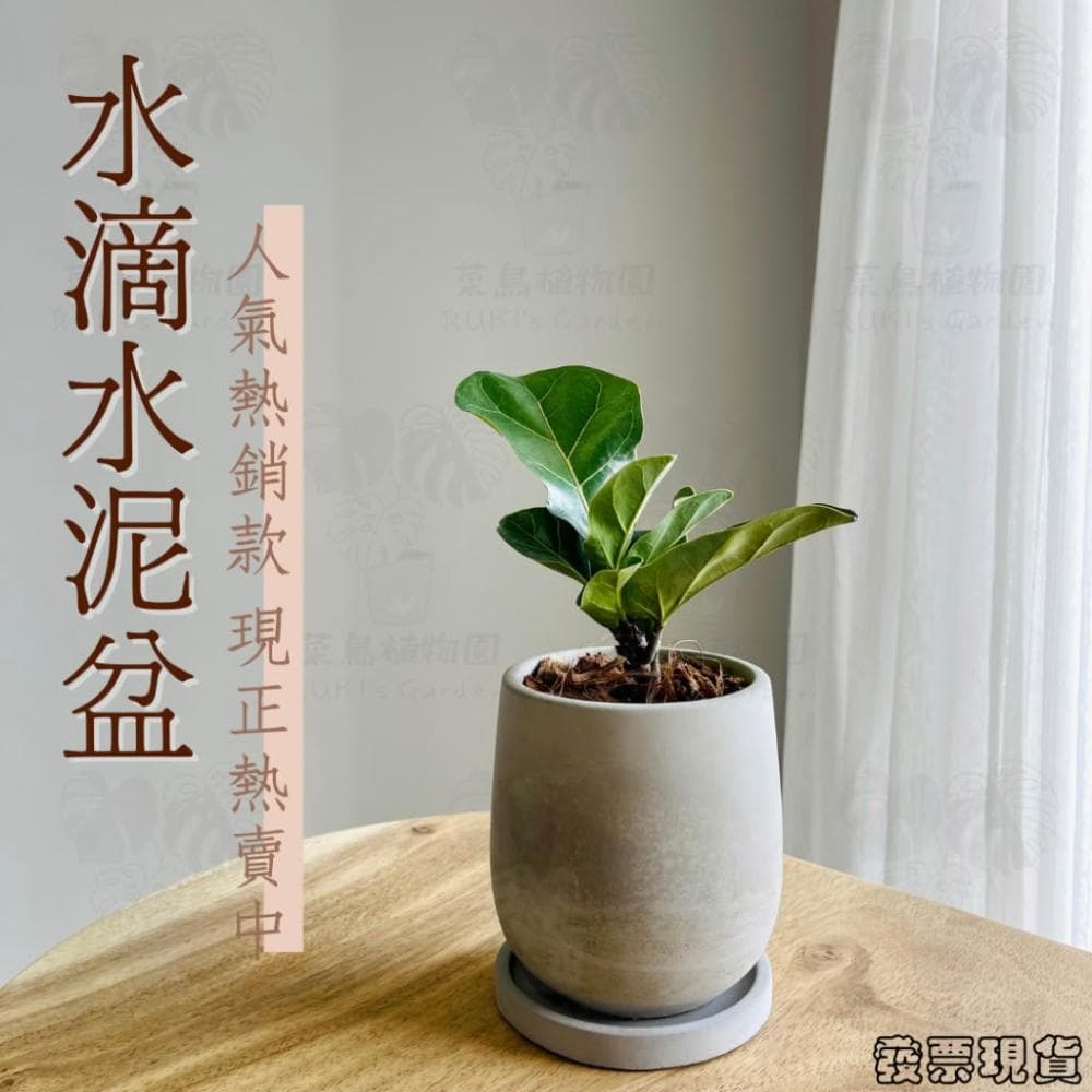 沐晨植物園｜水泥盆 水泥花盆 大花盆 盆栽 水滴水泥盆 龜背芋花盆 琴葉榕花盆 花盆 盆器 水泥花器 植物花盆