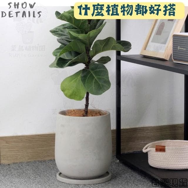 沐晨植物園｜水泥盆 水泥花盆 大花盆 盆栽 水滴水泥盆 龜背芋花盆 琴葉榕花盆 花盆 盆器 水泥花器 植物花盆