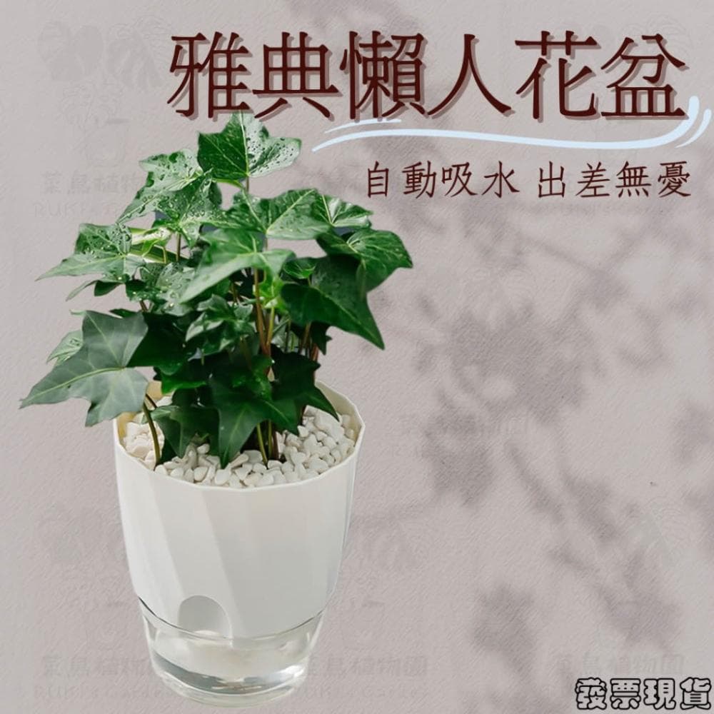 沐晨植物園｜懶人花盆 懶人盆栽 吸水花盆 自吸水花盆  免澆水花盆 懶人花盆 吸水盆栽 室內花盆 自吸水花盆