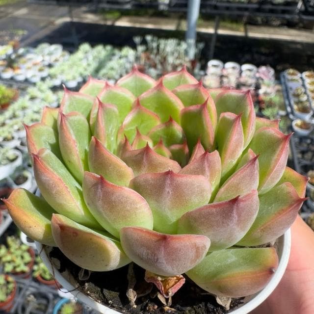 《花田多肉》🌵【威力】 3吋盆 多肉植物/多肉/戶外植物/景天科