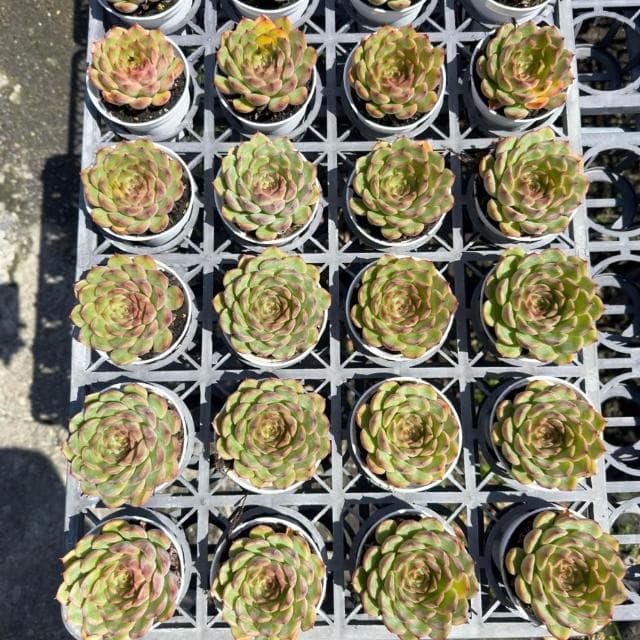 《花田多肉》🌵【威力】 3吋盆 多肉植物/多肉/戶外植物/景天科