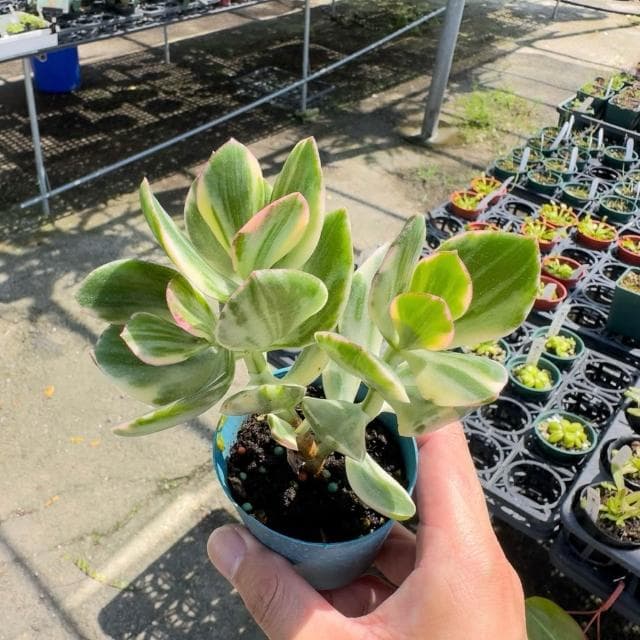 《花田多肉》🌵【三色花月】 3吋盆 多肉植物/多肉/戶外植物/景天科