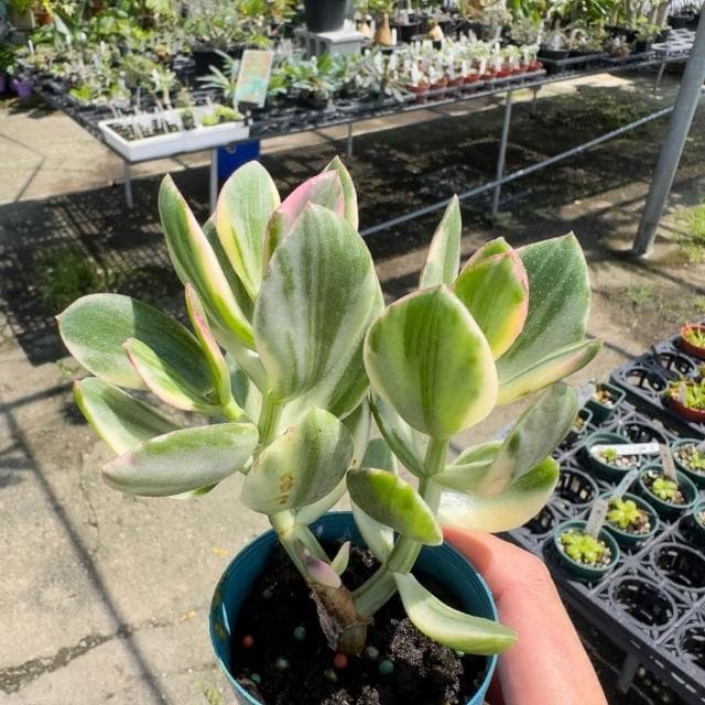 《花田多肉》🌵【三色花月】 3吋盆 多肉植物/多肉/戶外植物/景天科