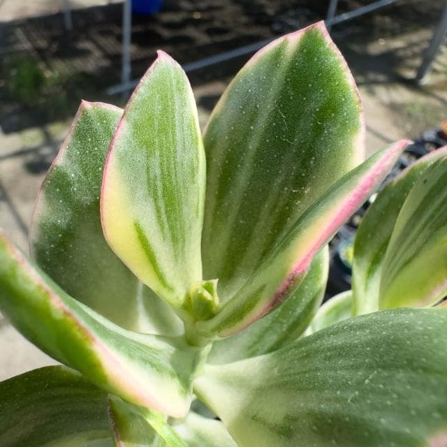 《花田多肉》🌵【三色花月】 3吋盆 多肉植物/多肉/戶外植物/景天科