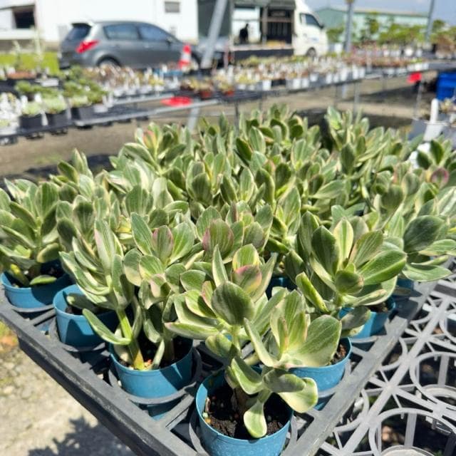 《花田多肉》🌵【三色花月】 3吋盆 多肉植物/多肉/戶外植物/景天科