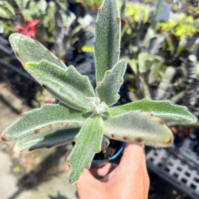 《花田多肉》🌵【柔毛兔】 3吋盆 多肉植物/兔耳/多肉/戶外植物/景天科
