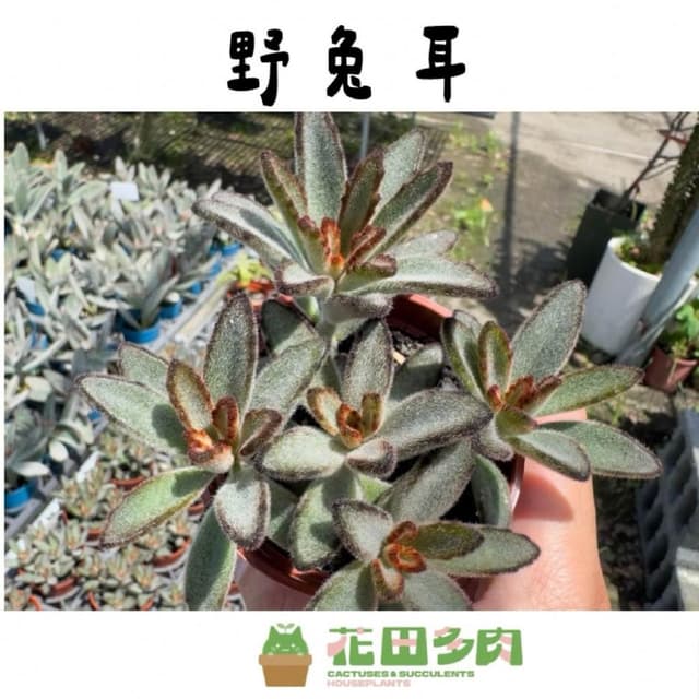 《花田多肉》🌵【野兔耳】3吋盆 多肉植物/多肉/景天科/戶外植物