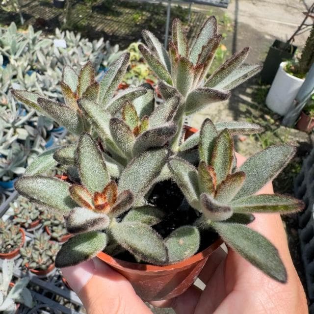 《花田多肉》🌵【野兔耳】3吋盆 多肉植物/多肉/景天科/戶外植物