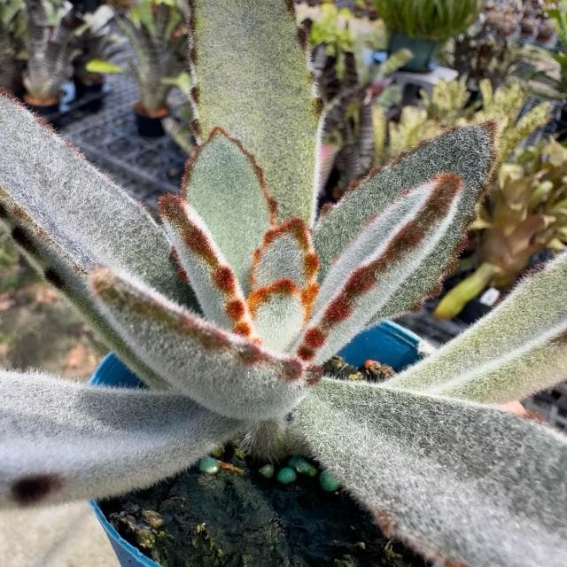 《花田多肉》🌵【黑點兔】 3吋盆 多肉植物/多肉/景天科/兔耳/戶外植物
