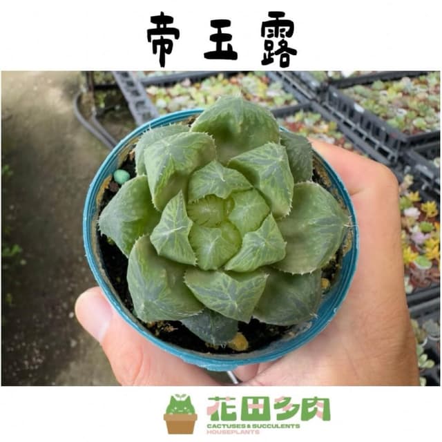 《花田多肉》🌵【帝玉露】 3吋盆 多肉植物/百合科/玉露/阿福花亞科