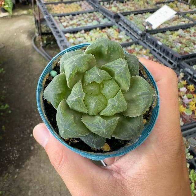 《花田多肉》🌵【帝玉露】 3吋盆 多肉植物/百合科/玉露/阿福花亞科
