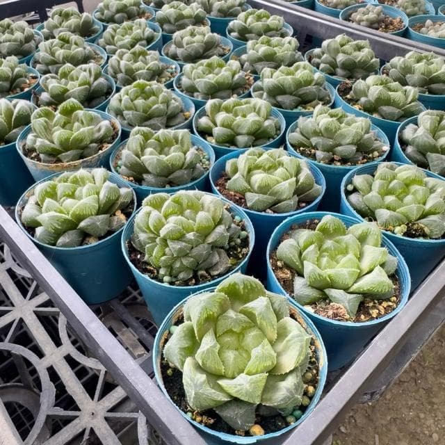 《花田多肉》🌵【帝玉露】 3吋盆 多肉植物/百合科/玉露/阿福花亞科